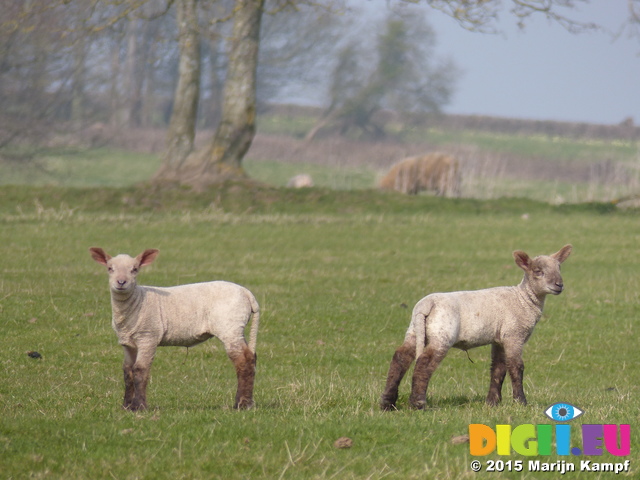 FZ012141 Lambs